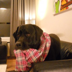 DE STOUTSTE HOND UIT DE STRAAT