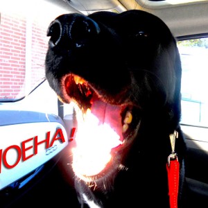 WOEHAAAAAAA !