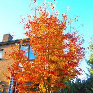 GOLDEN BROWN
