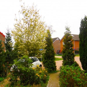 PRUNUS DOMESTICA